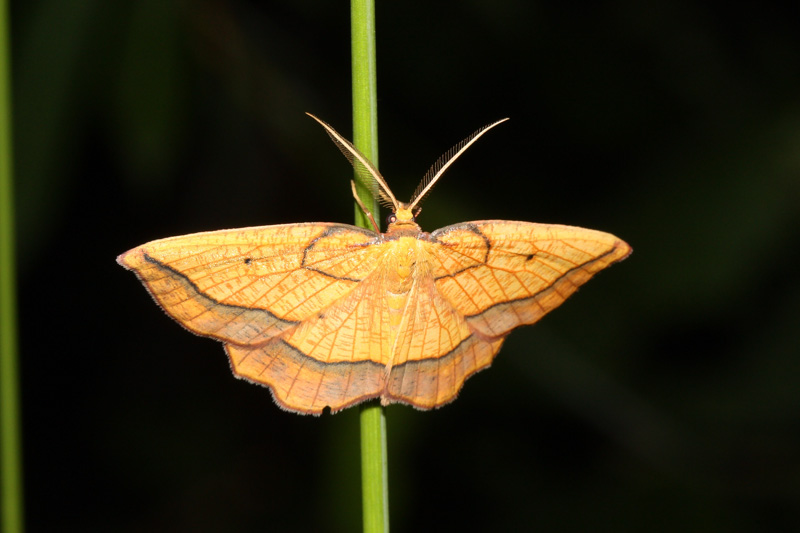 Geometridae- Monte Faverghera
